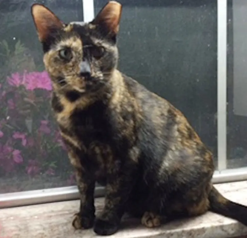 Becca, adopted from Cats For Life in Houston, Texas