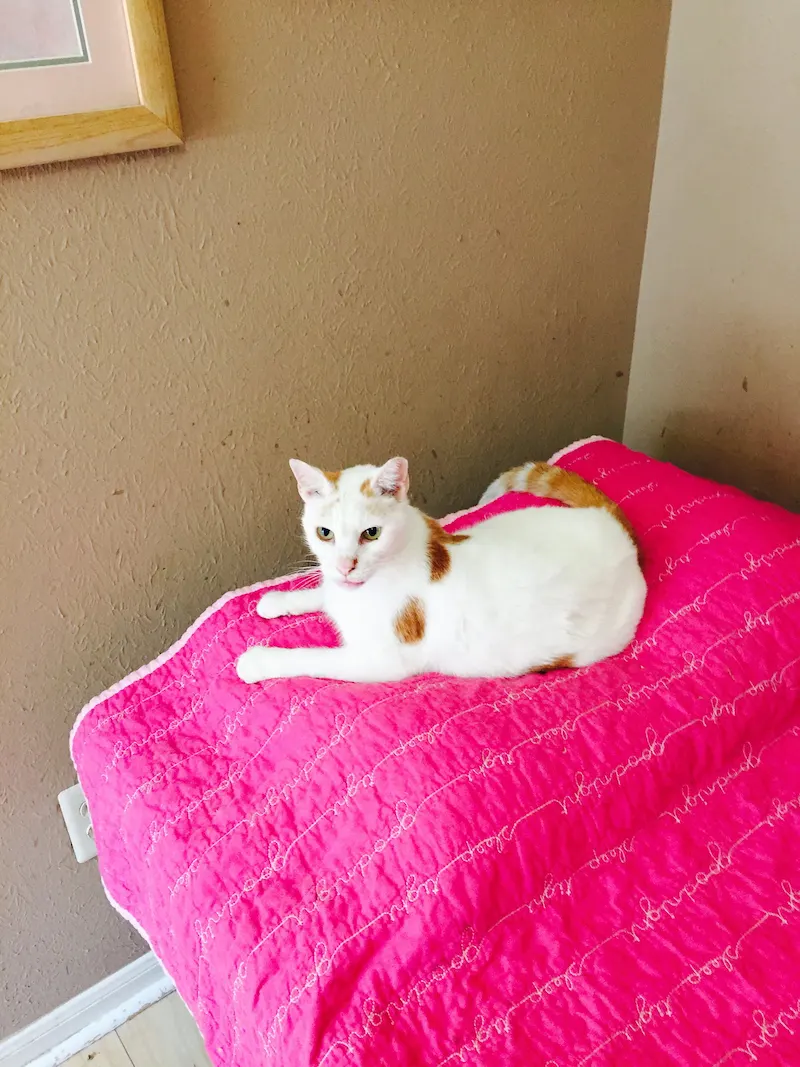 Precious, adopted from Cats For Life in Houston, Texas