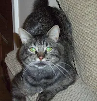 Commander, photo 1