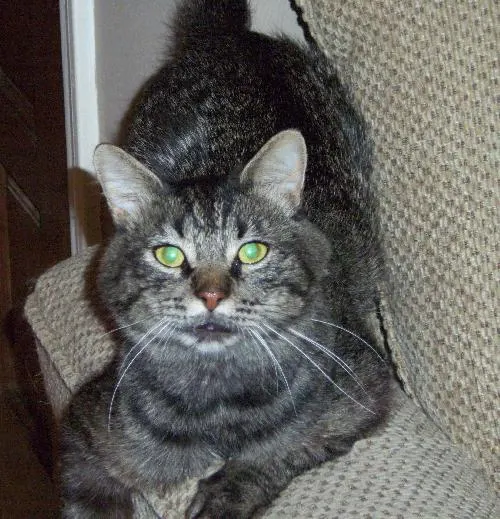 Commander, adopted from Cats For Life in Houston, Texas