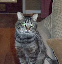 Commander, photo 2