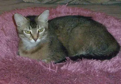 Juanita, adopted from Cats For Life Houston