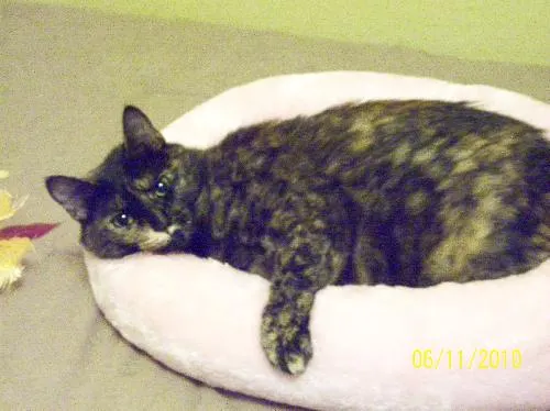 Hershey, adopted from Cats For Life in Houston, Texas