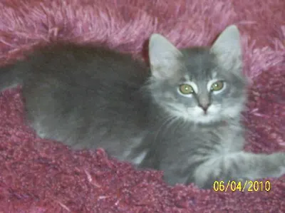 Chrissy, adopted from Cats For Life Houston