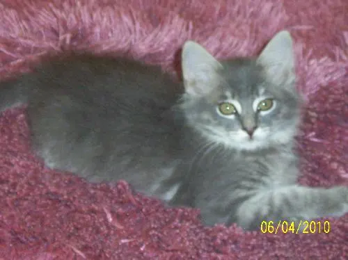 Chrissy, adopted from Cats For Life in Houston, Texas