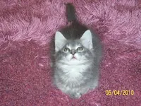 Chrissy, photo 2