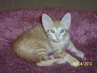 Jack, photo 2