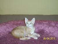 Jack, photo 3