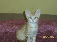 Jack, photo 4