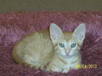 Jack, adopted from Cats For Life Houston