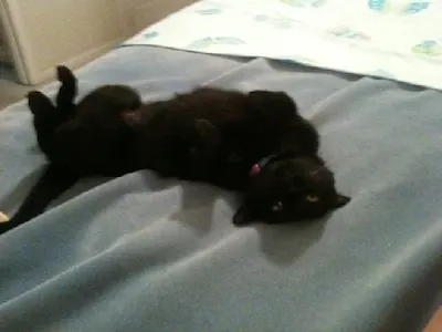 Sabrina, adopted from Cats For Life Houston
