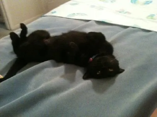 Sabrina, adopted from Cats For Life in Houston, Texas