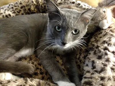 Phoenix, adopted from Cats For Life Houston