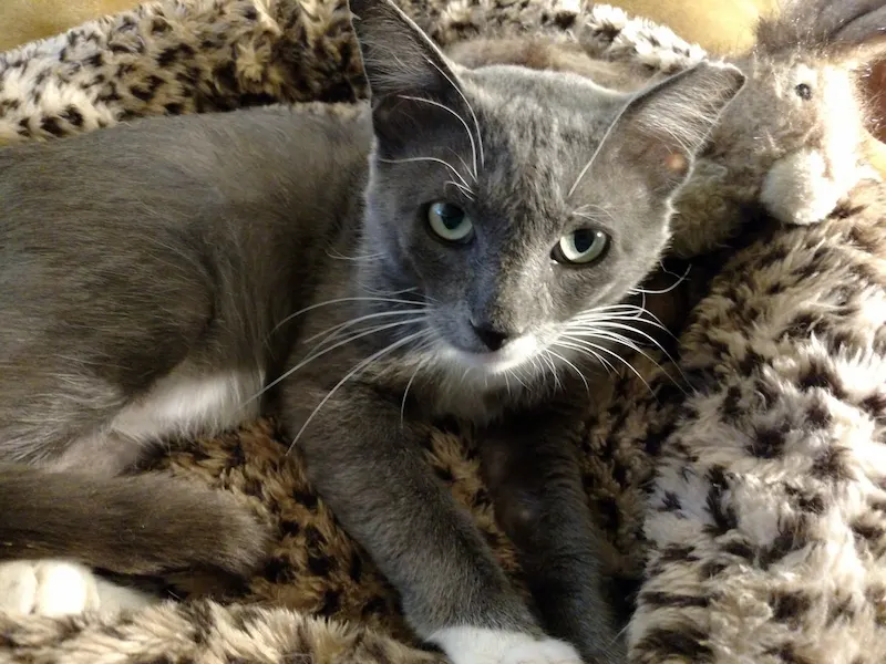 Phoenix, adopted from Cats For Life in Houston, Texas