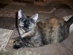Capri, adopted from Cats For Life in Houston, Texas