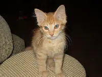 Pumpkin, photo 3