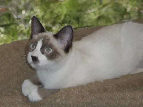Bandit, adopted from Cats For Life in Houston, Texas