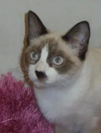 Bandit, photo 3