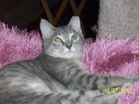 Contessa, photo 2