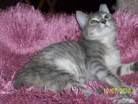 Contessa, photo 3