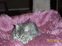 Contessa, photo 4