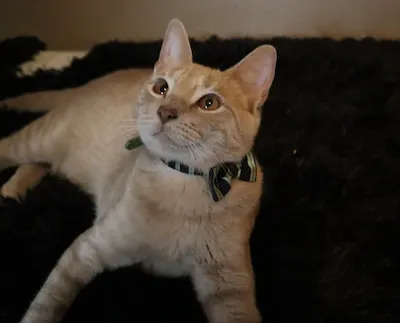 Cowboy, adopted from Cats For Life Houston