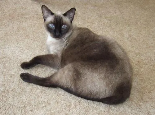 Sammi, adopted from Cats For Life in Houston, Texas