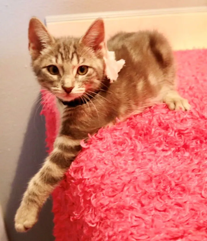 Jasmine, adopted from Cats For Life in Houston, Texas