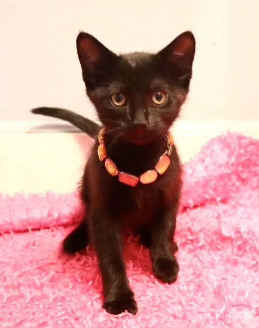 Emma, adopted from Cats For Life in Houston, Texas