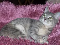 Contessa, photo 1