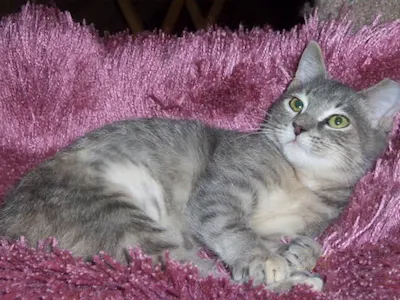 Contessa, adopted from Cats For Life Houston