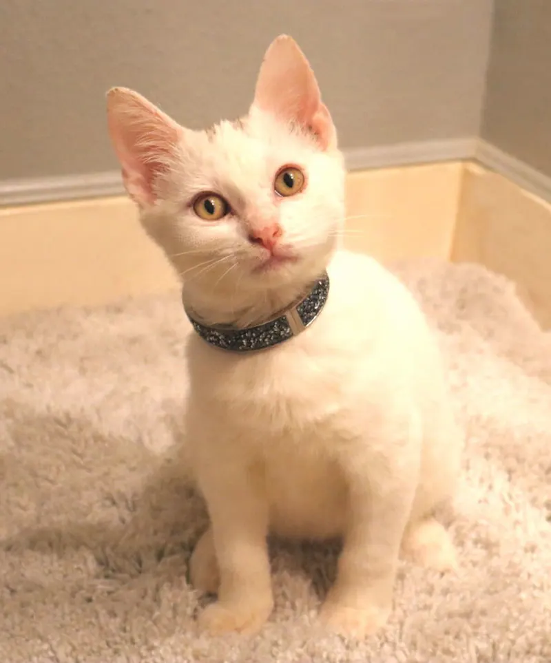 Dinky, adopted from Cats For Life in Houston, Texas