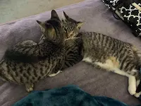Simon and Alvin (one-eyed sweet baby), photo 1