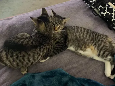 Simon and Alvin (one-eyed sweet baby), adopted from Cats For Life Houston