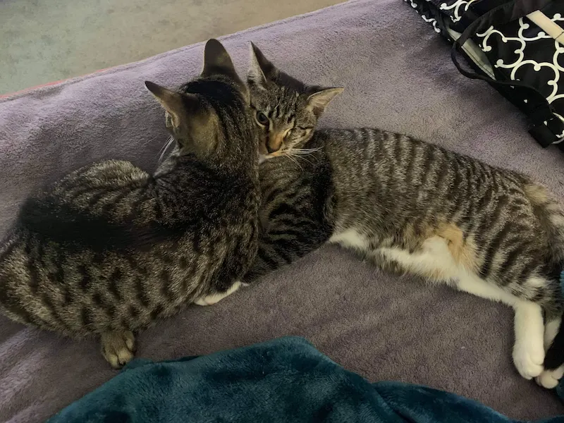 Simon and Alvin (one-eyed sweet baby), adopted from Cats For Life in Houston, Texas