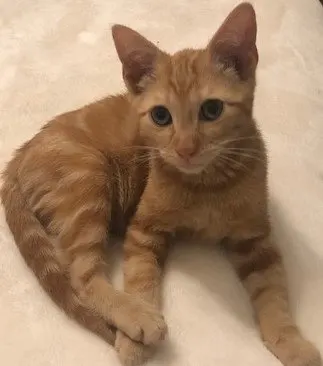 Milo, adopted from Cats For Life in Houston, Texas
