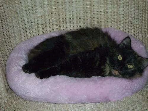 Lolita, adopted from Cats For Life in Houston, Texas