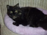 Lolita, photo 2