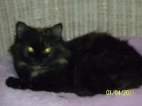 Lolita, photo 3