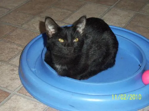 Cher, adopted from Cats For Life in Houston, Texas