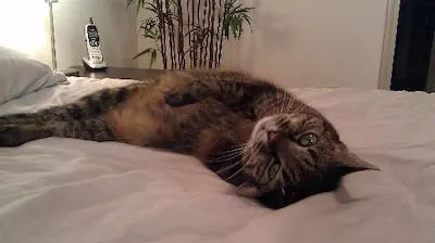 Mila, adopted from Cats For Life Houston