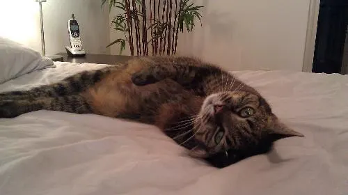 Mila, adopted from Cats For Life in Houston, Texas