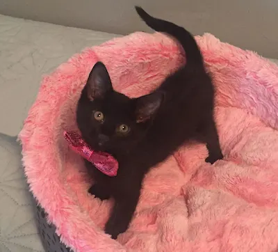 Huey (and male siblings), adopted from Cats For Life Houston