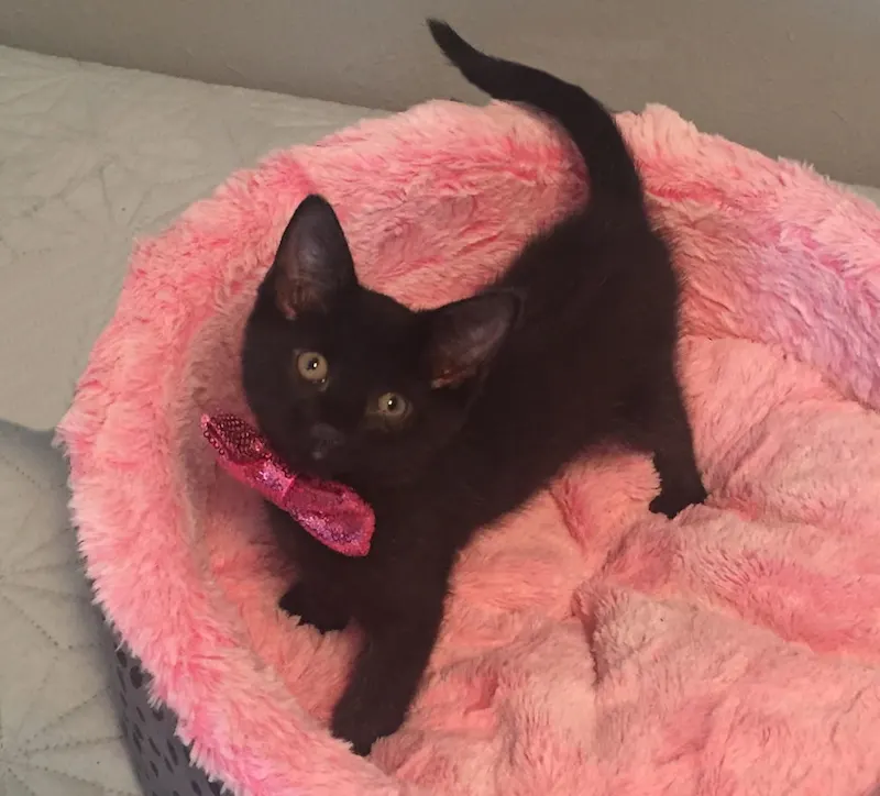 Huey (and male siblings), adopted from Cats For Life in Houston, Texas