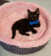 Harley (and two black sibling brothers), photo 1