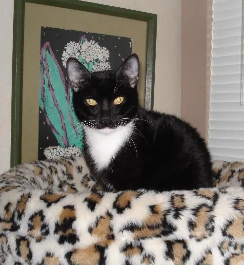 Jeremy, adopted from Cats For Life in Houston, Texas