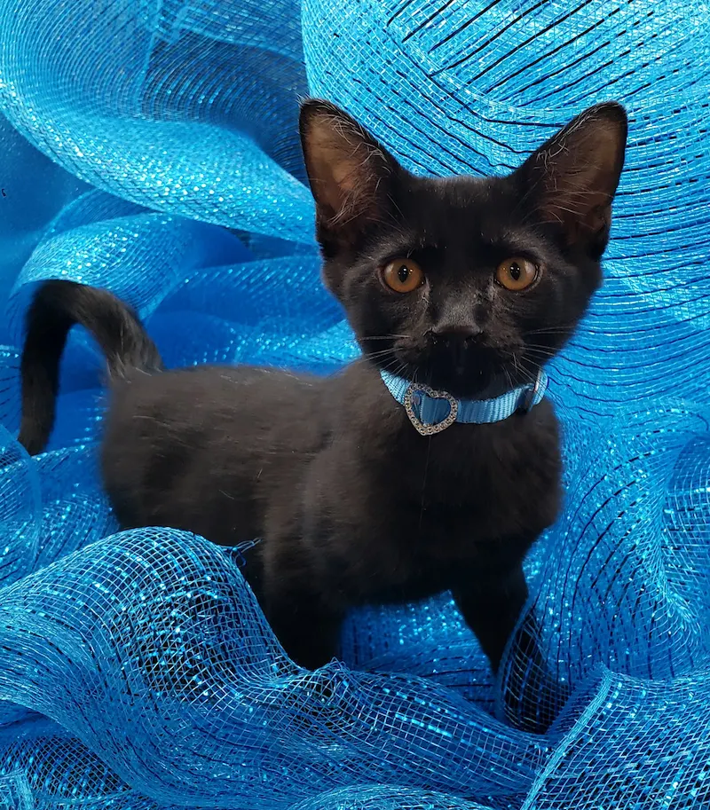 Huey, adopted from Cats For Life in Houston, Texas