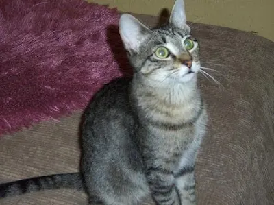 Huggy Bear, adopted from Cats For Life Houston