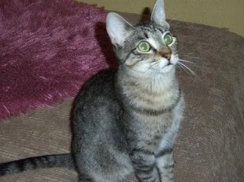Huggy Bear, adopted from Cats For Life in Houston, Texas
