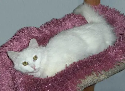 Snow White, adopted from Cats For Life Houston